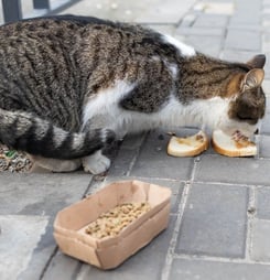 Holiday Food Drive for Needy Animals Day