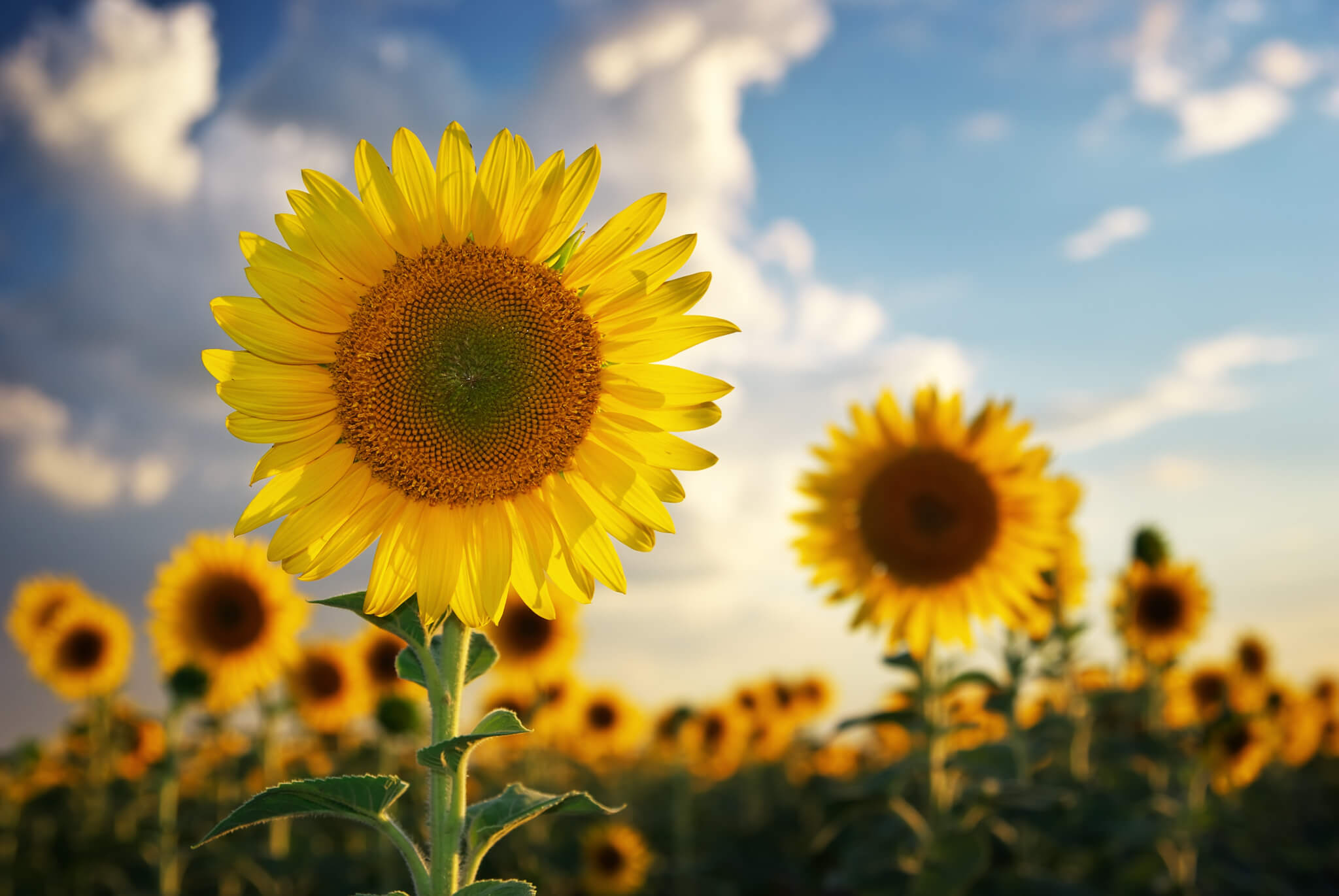 National Sunflower Day | Days Of The Year