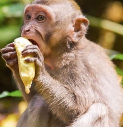 Take a Monkey to Lunch Day