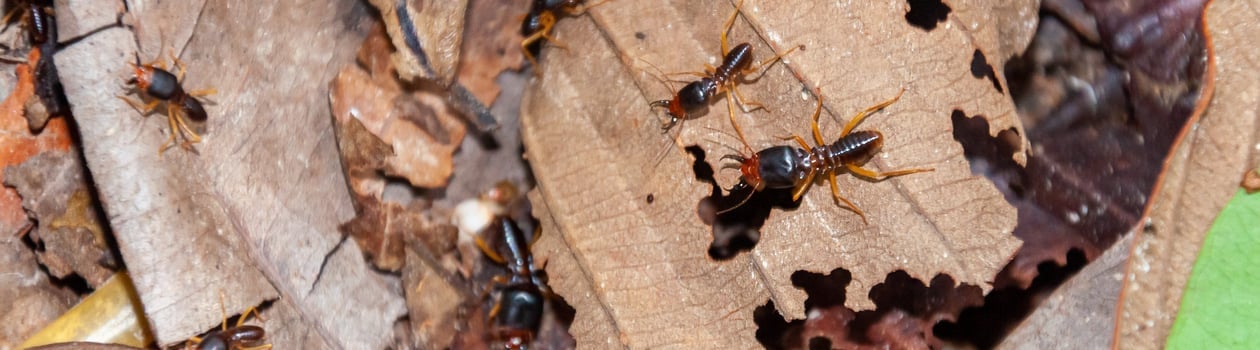 termite awareness week