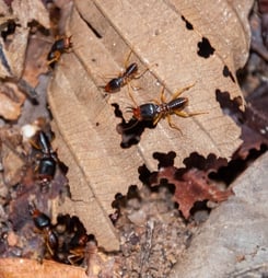 termite awareness week