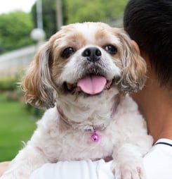 thankful for my dog day