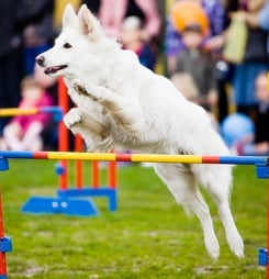 the national dog show