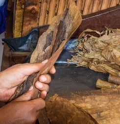 through with the chew