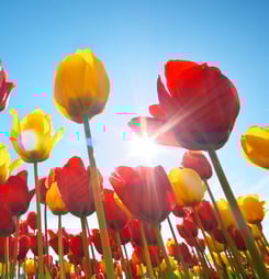 National Tulip Day