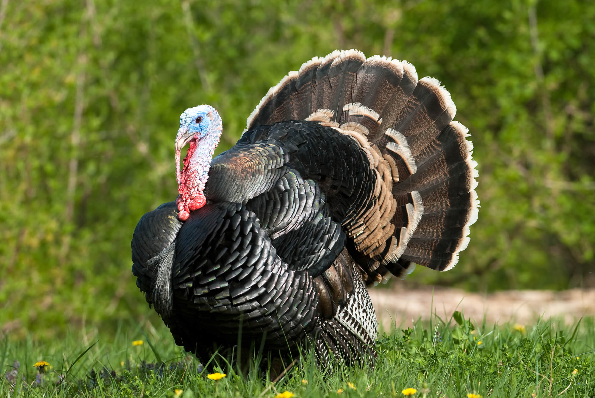 Did turkey. Индюк индюшка и индюшонок. Turkey индюк. Wild Turkey индюк. Инд.