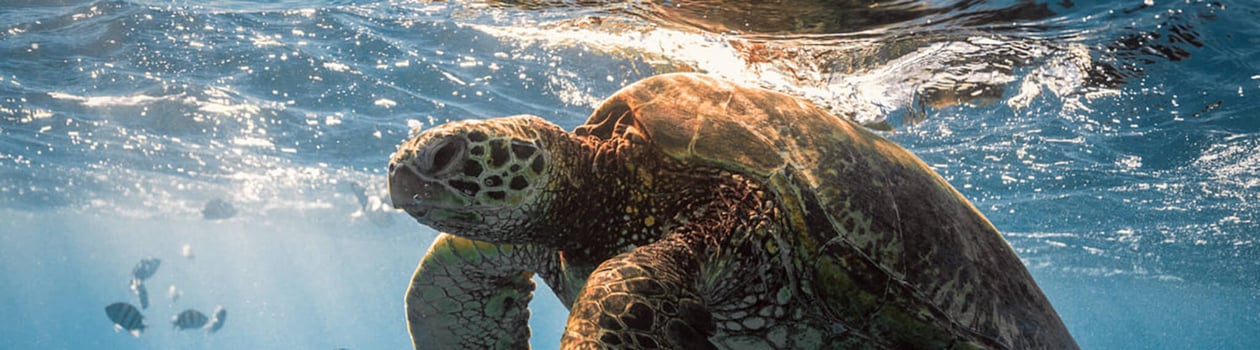 Sea turtle cruises in the warm waters of the ocean