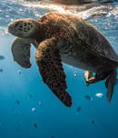 Sea turtle cruises in the warm waters of the ocean