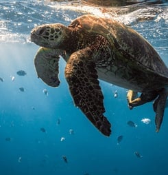 Sea turtle cruises in the warm waters of the ocean