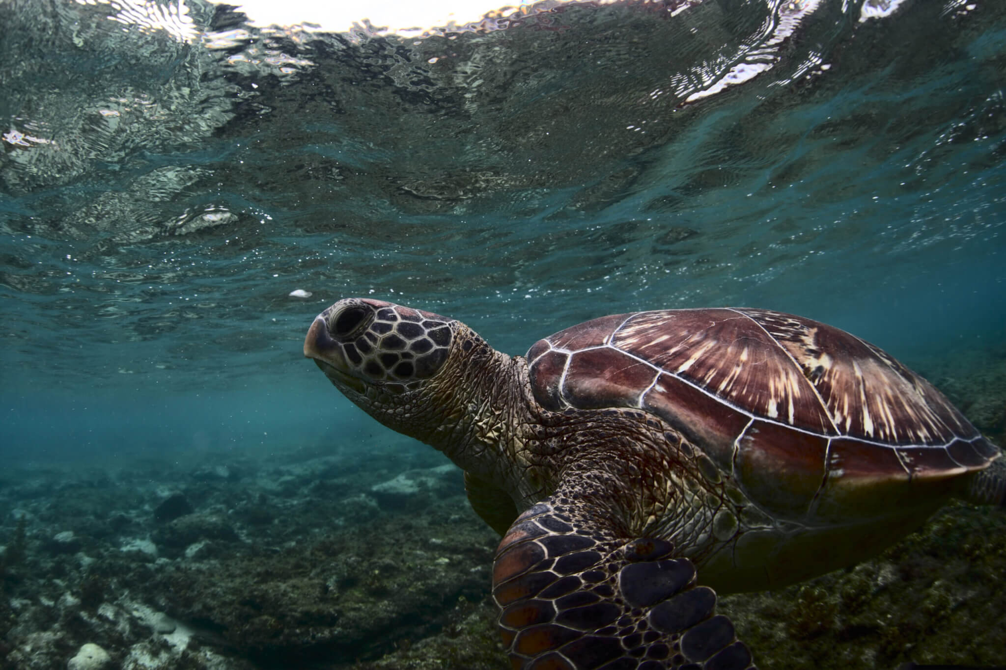 Turtle Day 23rd May Days Of The Year Turtle Day 23rd May Days Of The Year