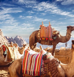 Pushkar Camel Fair