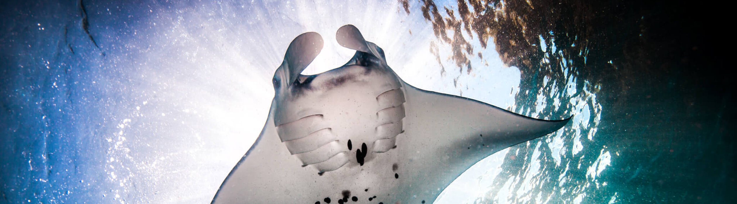 World Manta Day | Days Of The Year