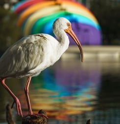 urban wildlife conservation day