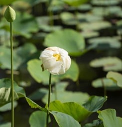 white lotus day
