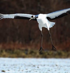 whooping crane day