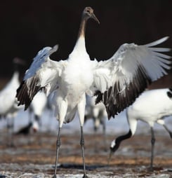 whooping crane festival