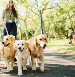 National Dog Walker Appreciation Day