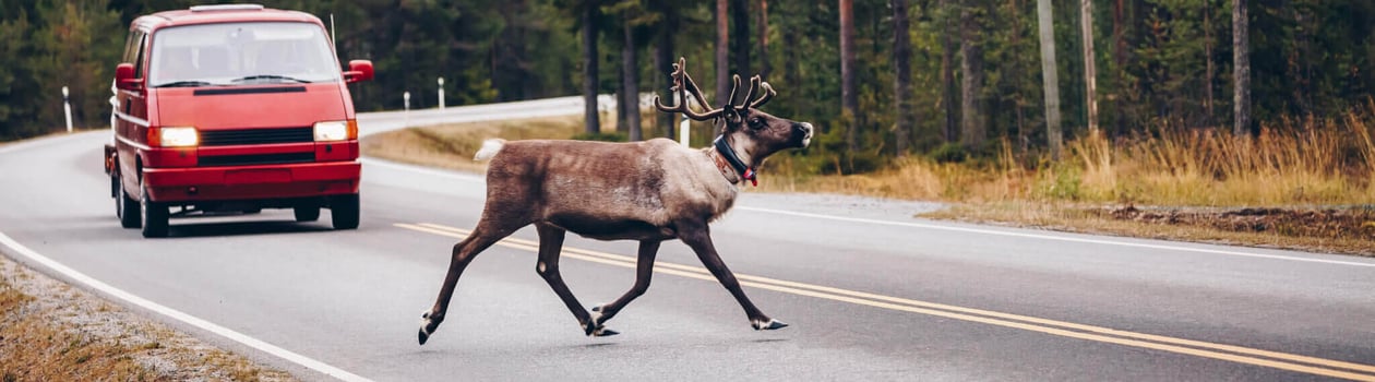 world animal road accident awareness day