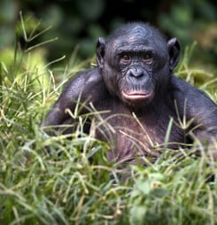 world bonobo day