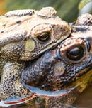 world frog day