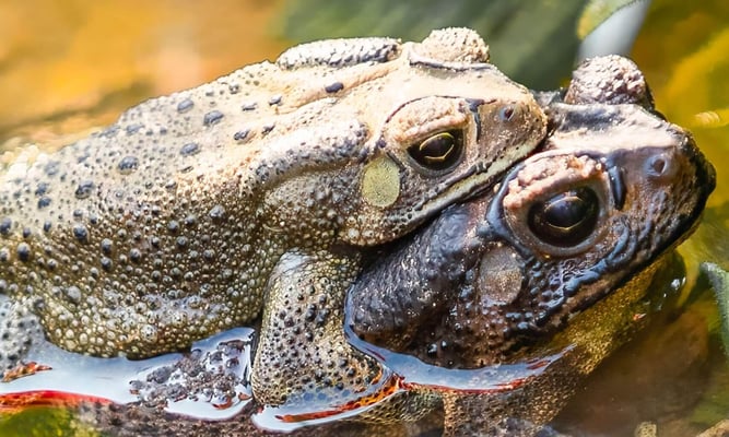 world frog day