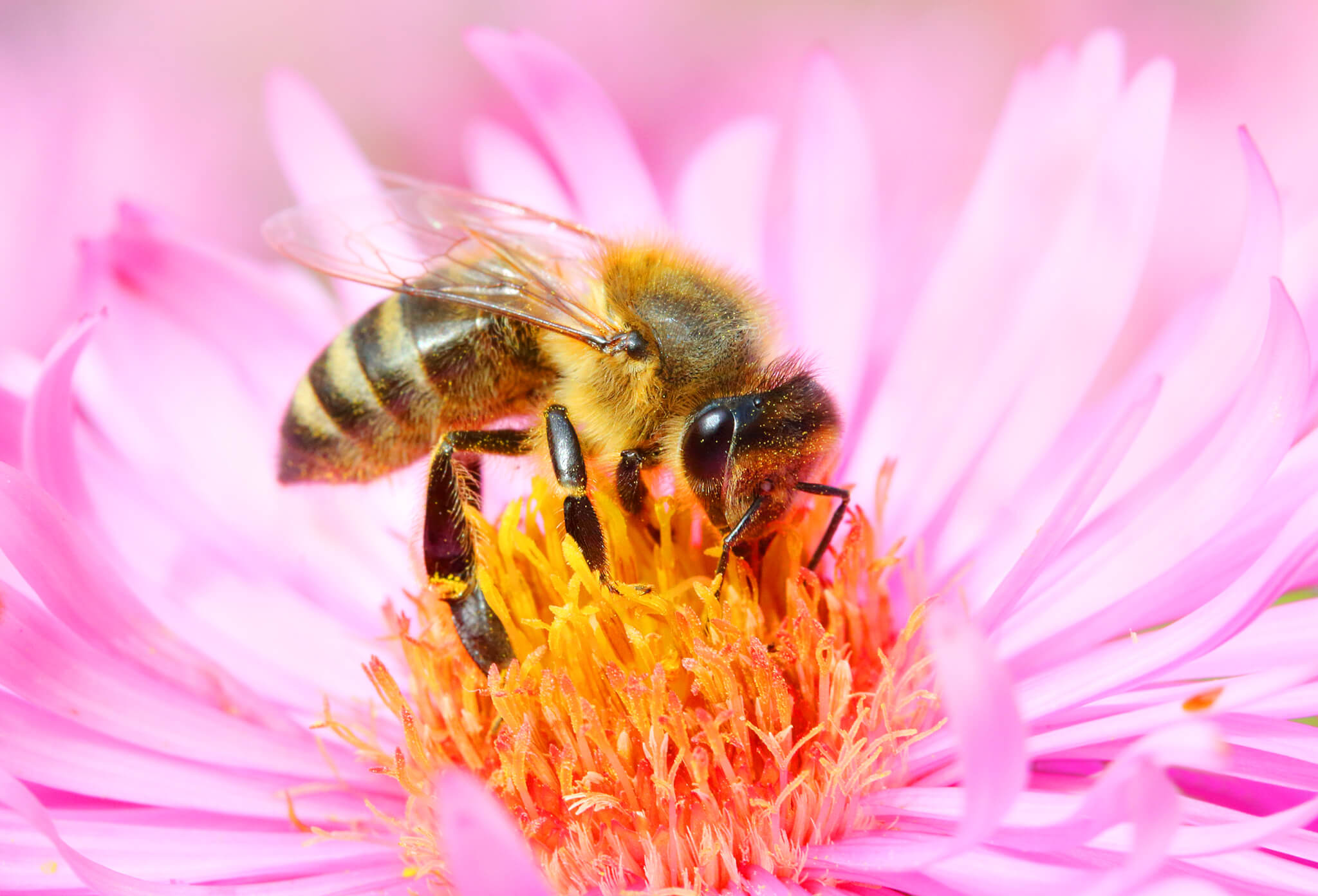 World Honey Bee Day 21st August 21 Days Of The Year