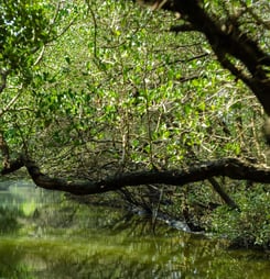 World Mangrove Day