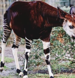 World Okapi Day
