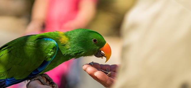world parrot day