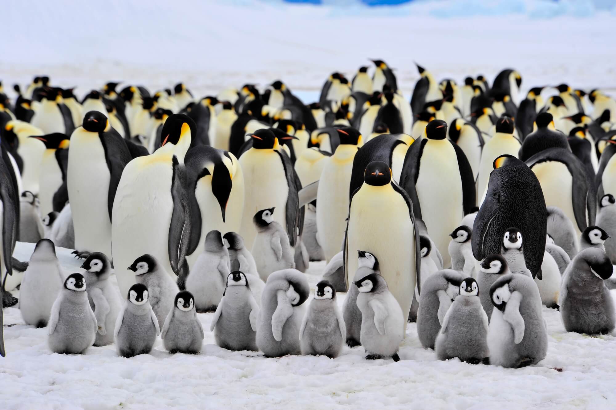 World Penguin Day – Days Of The Year (25th April)