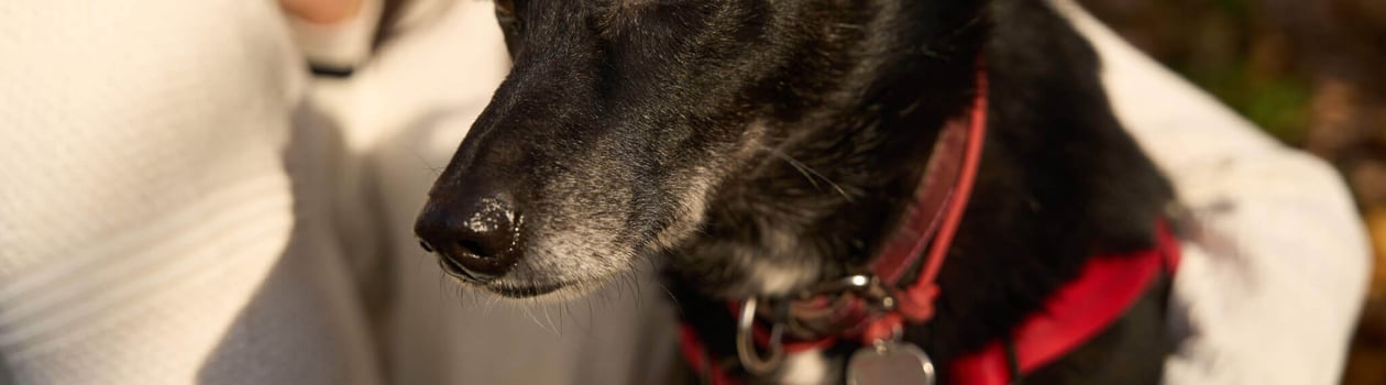 world pet memorial day