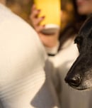 world pet memorial day