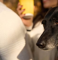 world pet memorial day