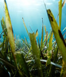 world seagrass day