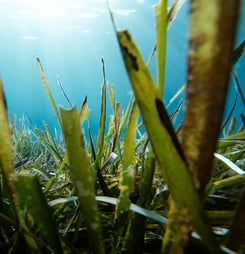 world seagrass day
