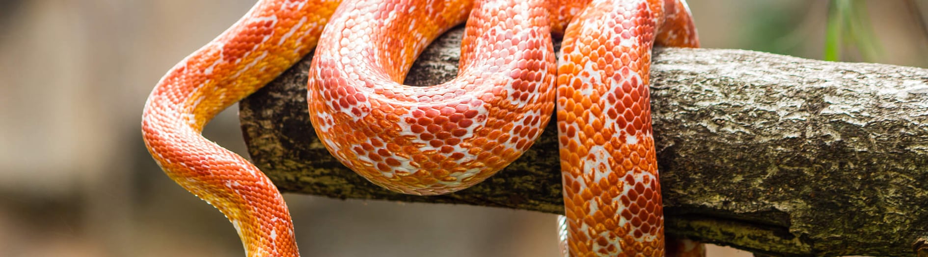 World Snake Day | Days Of The Year