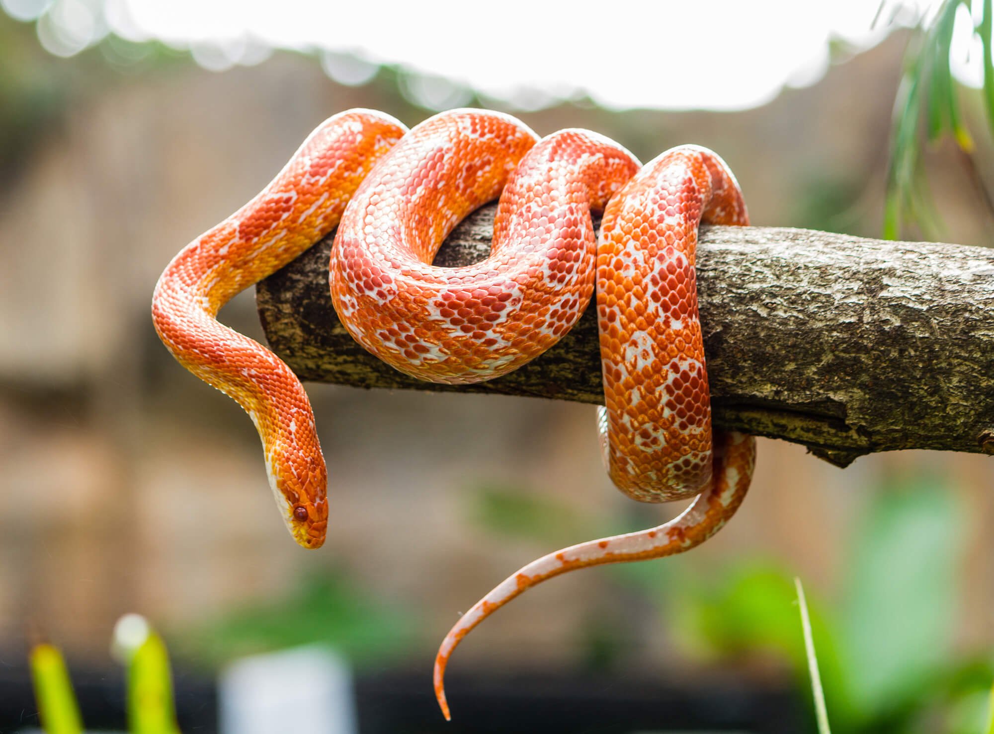 World Snake Day (July 16th) | Days Of The Year