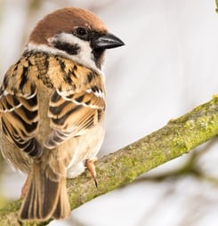 world sparrow day