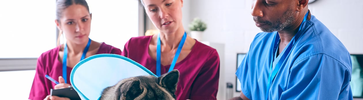 world spay day