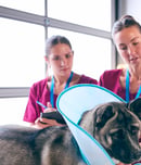 world spay day