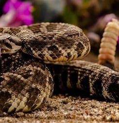 world's largest rattlesnake roundup
