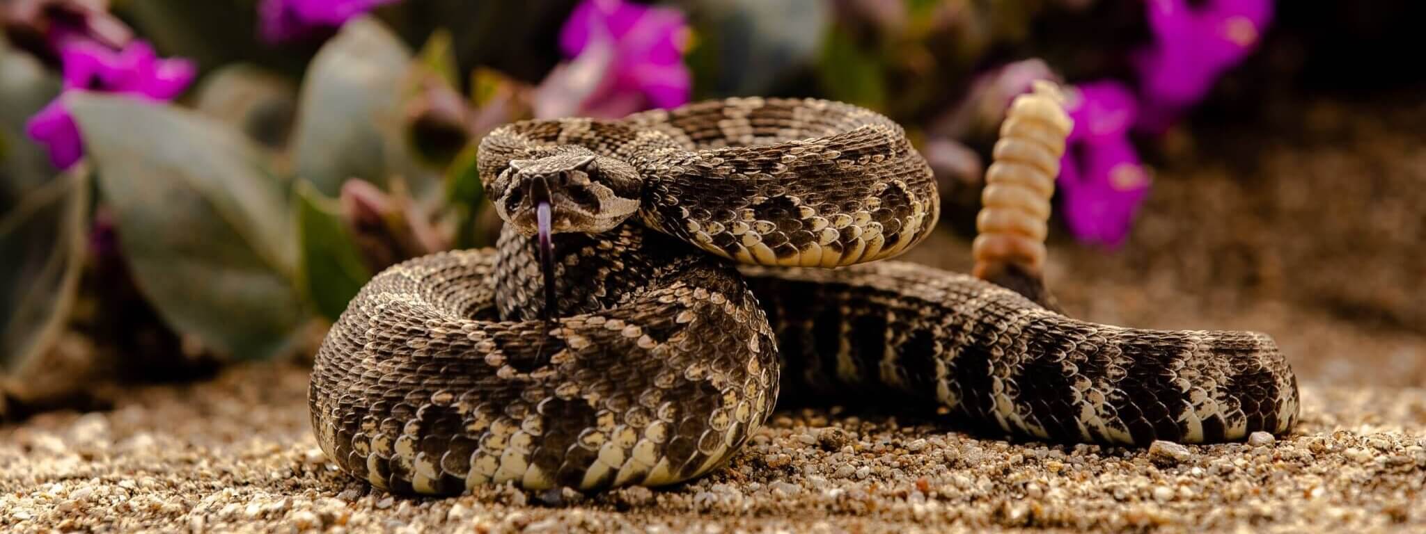 World's Largest Rattlesnake Roundup | Days Of The Year