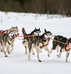 yukon quest