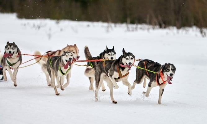 yukon quest
