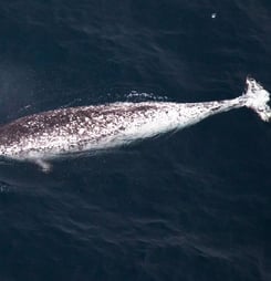 National Narwhal Day